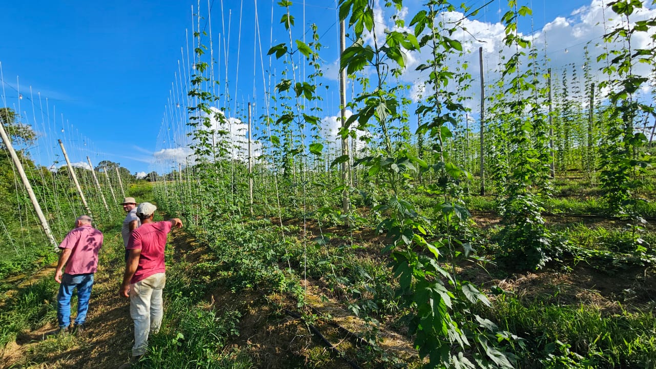 Lovoura Fina Flor LdB